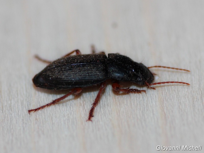 Quale Carabidae?  Pseudoophonus rufipes